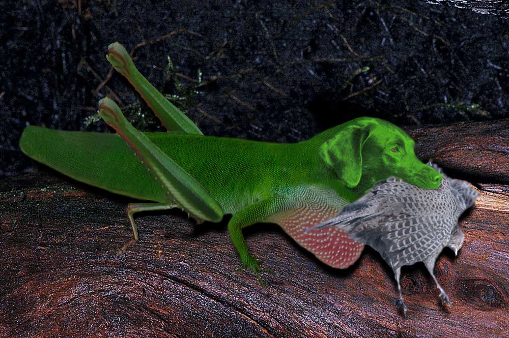 Photoshop Design by underworth for DesignCrowd (Community Contests) | Design #9010113