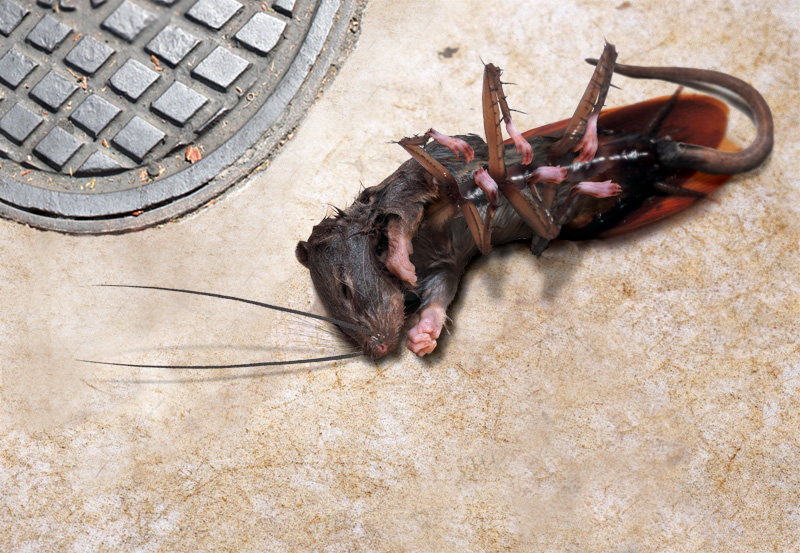 Photoshop Design by furfree for DesignCrowd (Community Contests) | Design #9010106