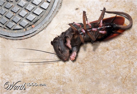 Photoshop Design by furfree