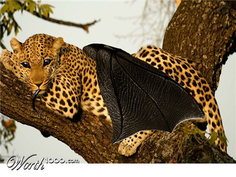 Photoshop Design by WiseMonkey