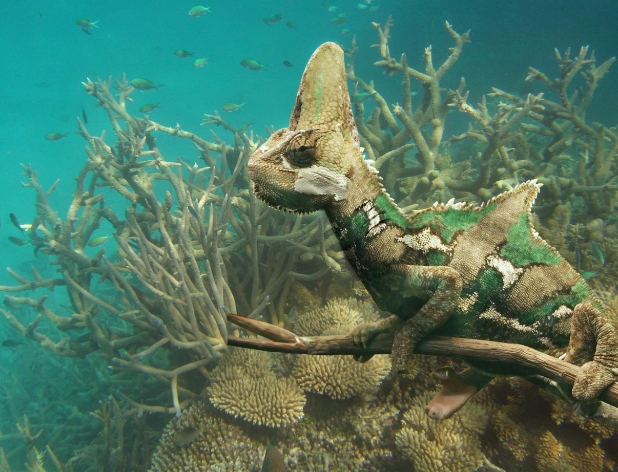 Design Photoshop par LostBritches pour DesignCrowd (Community Contests) | Design #9010205