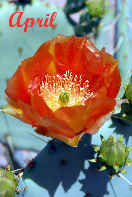 Photography by rrg239 for DesignCrowd (Community Contests) | Design #9006747