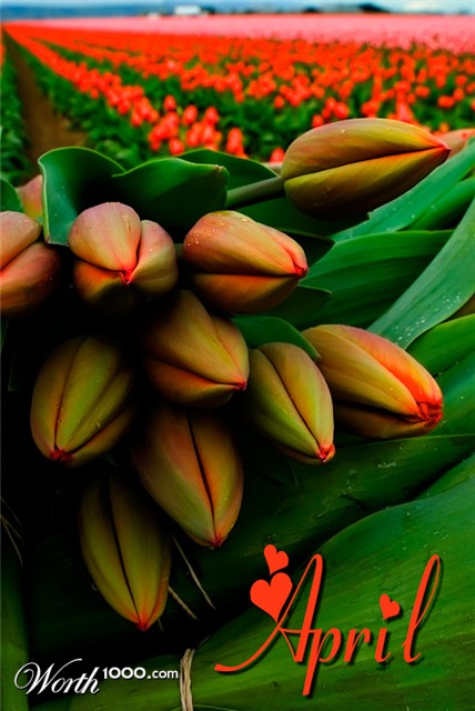 Photography by frankacaba