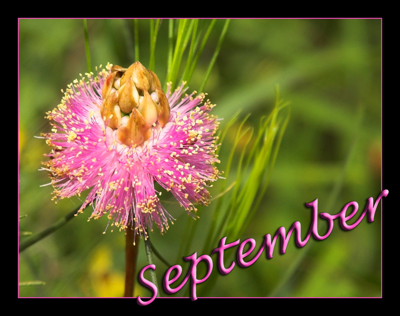 Fotografía por kimbomac para DesignCrowd (Community Contests) | Diseño #9006786