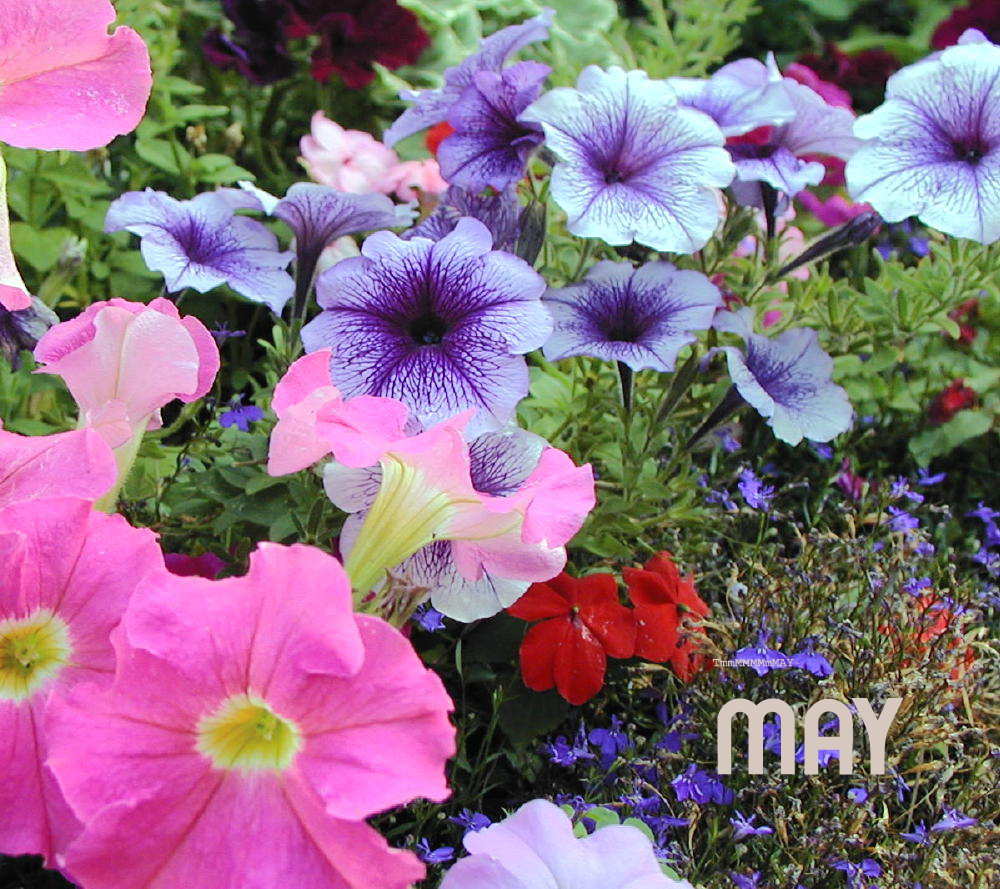 Photographie par cliknsnap pour DesignCrowd (Community Contests) | Design #9006806