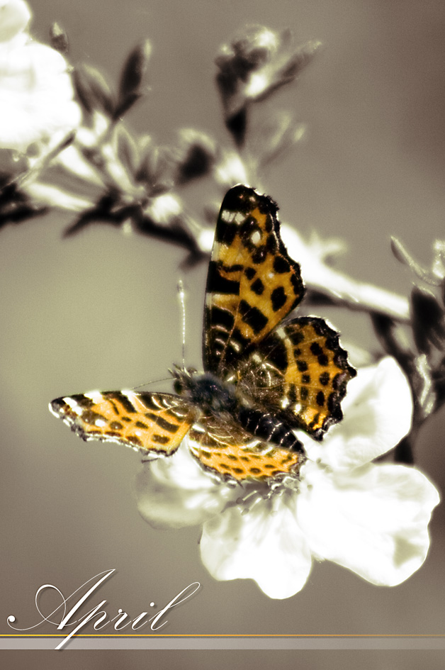 Photography by majkus for DesignCrowd (Community Contests) | Design #9006872