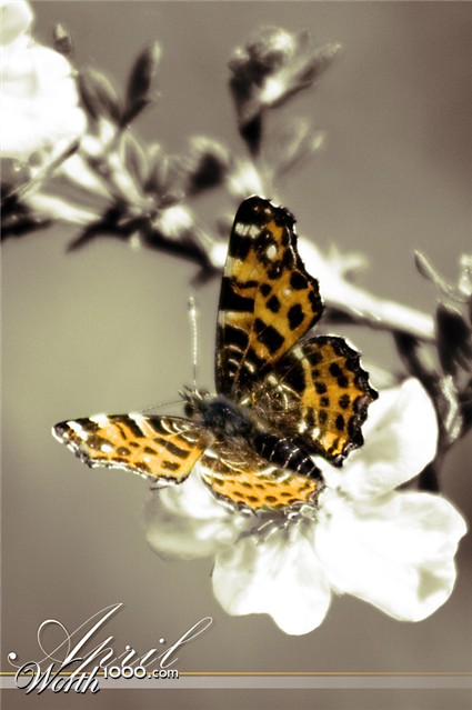 Photography by majkus