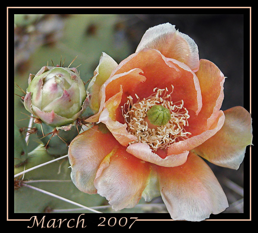 Photography by cakeladybarb for DesignCrowd (Community Contests) | Design #9006876