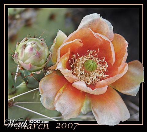 Photography by cakeladybarb