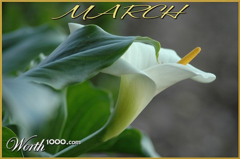 Photography by Larvice