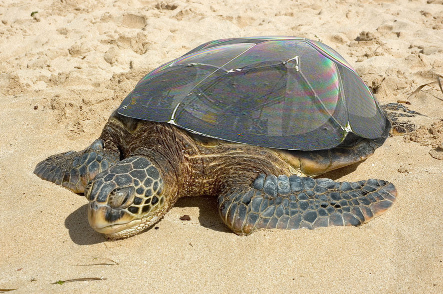 Diseño de Photoshop por macquati para DesignCrowd (Community Contests) | Diseño #9013123