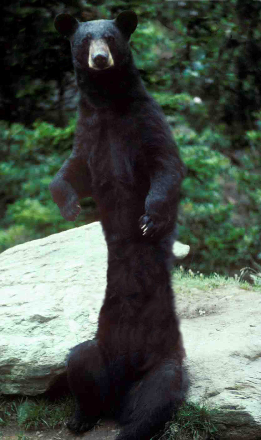 Photoshop-Design von dkrahner für DesignCrowd (Community Contests) | Design #9008347