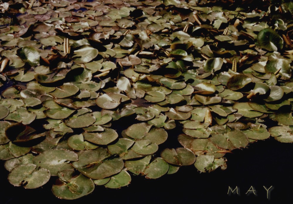 Photography by Mekeda for DesignCrowd (Community Contests) | Design #9006953