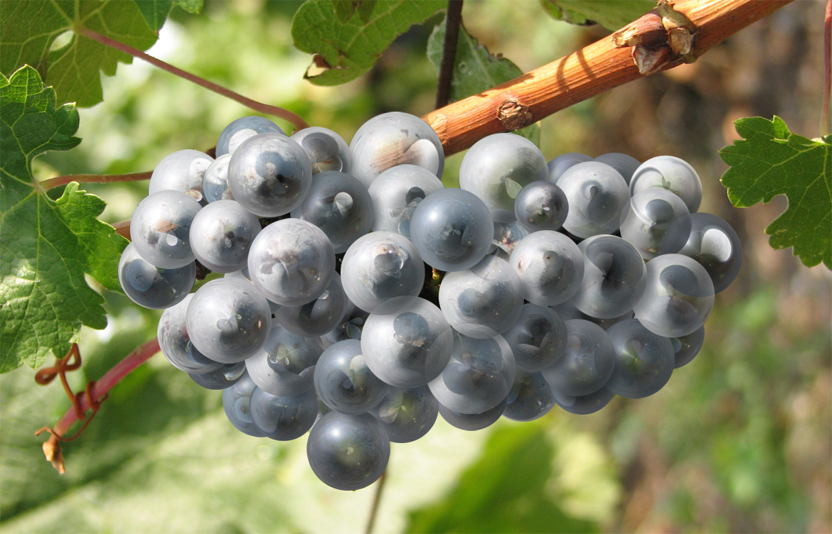 Photoshop-Design von Proverb für DesignCrowd (Community Contests) | Design #9013258