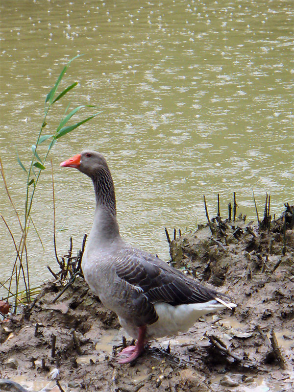 Fotografía por IsleofJura para DesignCrowd (Community Contests) | Diseño #9009181