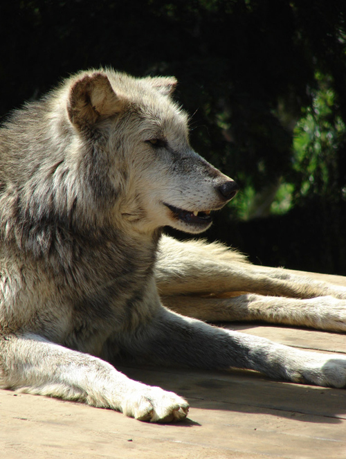 Fotografie von palegothicangel für DesignCrowd (Community Contests) | Design #9006933