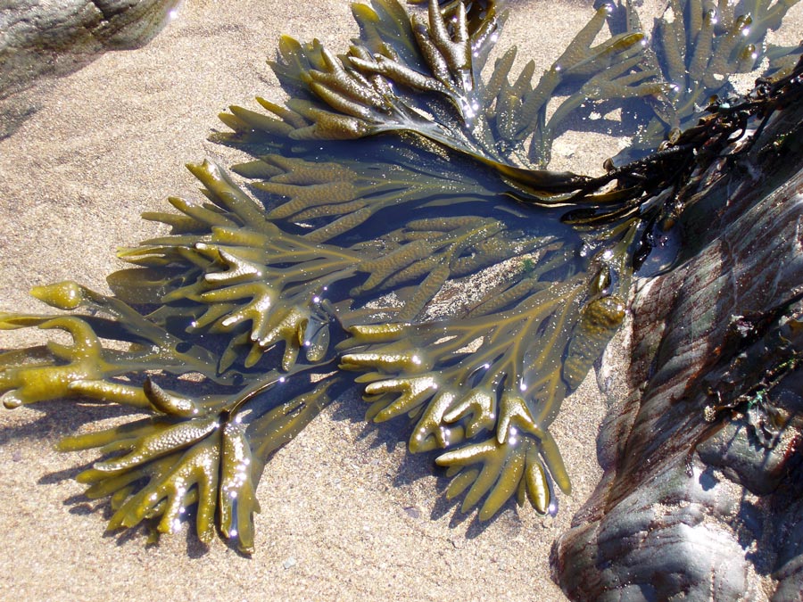 Photography by splong for DesignCrowd (Community Contests) | Design #9012531