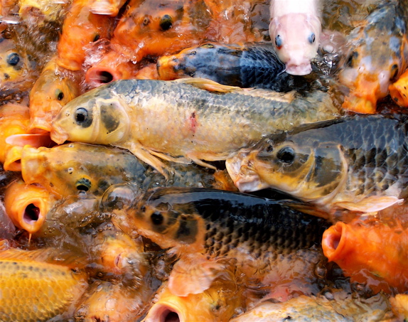 Photography by drewciferpics for DesignCrowd (Community Contests) | Design #9007011