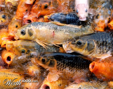 Photography by drewciferpics