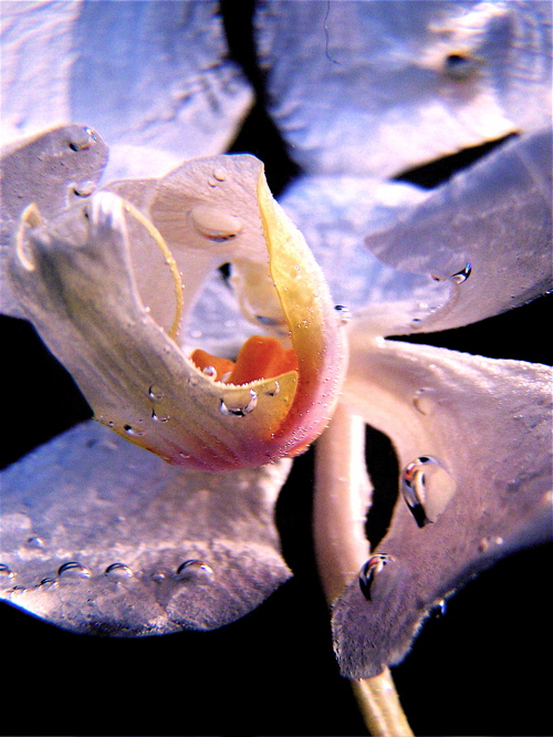 Photography by drewciferpics for DesignCrowd (Community Contests) | Design #9012612