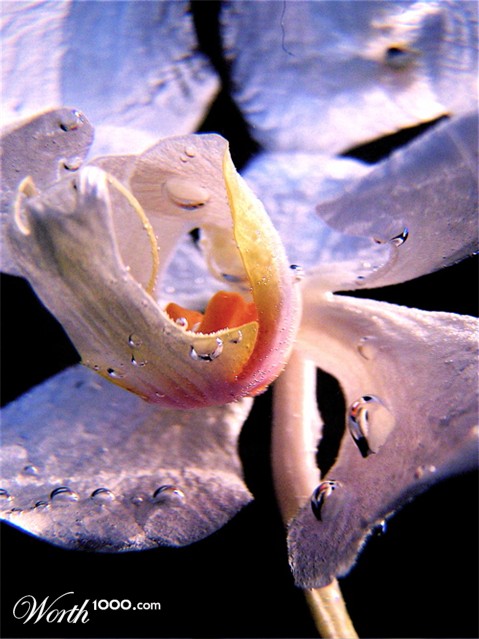 Photography by drewciferpics