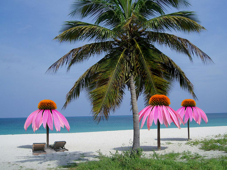 Photoshop-Design von marmalade101 für DesignCrowd (Community Contests) | Design #9010600