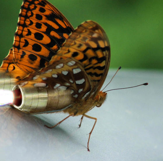 Photoshop Design by sreeram for DesignCrowd (Community Contests) | Design #9014432