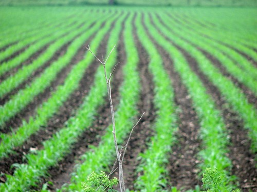 Fotografie von timpeeler37 für DesignCrowd (Community Contests) | Design #9009877