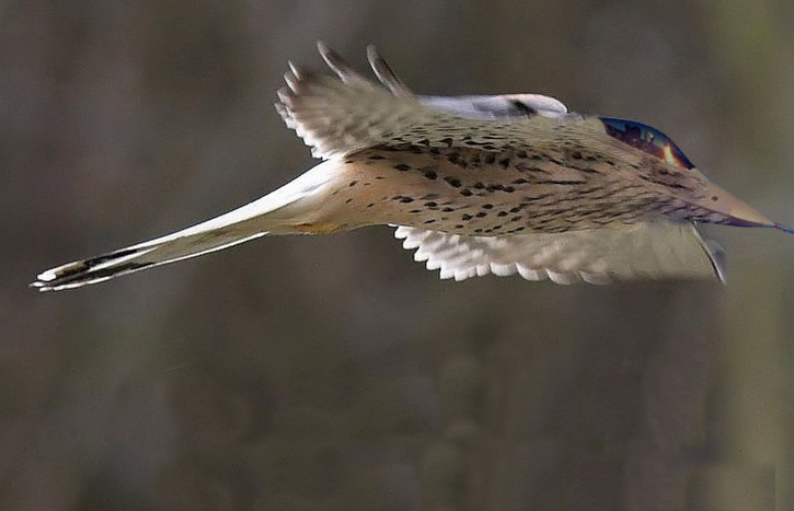 Photoshop Design by John76 for DesignCrowd (Community Contests) | Design #9014533