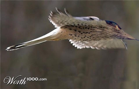 Photoshop Design by John76