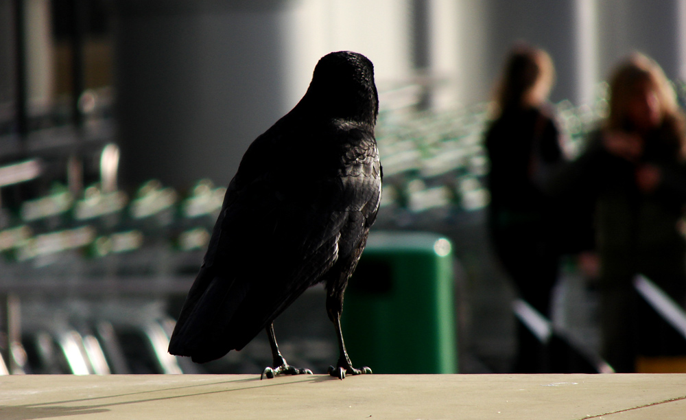 Fotografie von palegothicangel für DesignCrowd (Community Contests) | Design #9006746