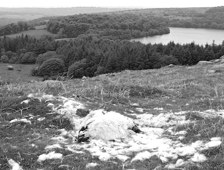 Fotografie von palegothicangel für DesignCrowd (Community Contests) | Design #9009937