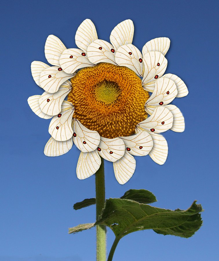 Photoshop Design by JClark8220 for DesignCrowd (Community Contests) | Design #9008580