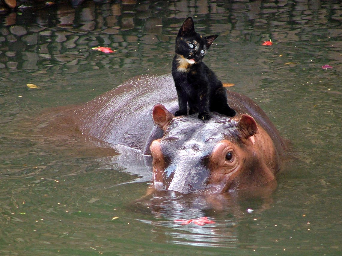 Photoshop Design by Yukarangz for DesignCrowd (Community Contests) | Design #9008152