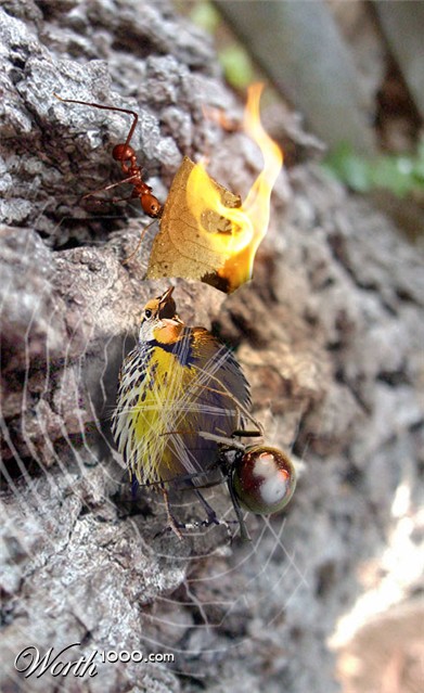 Photoshop Design by shimabruno