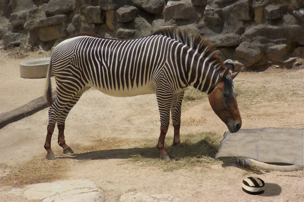 Photoshop Design by Preetn for DesignCrowd (Community Contests) | Design #9010172