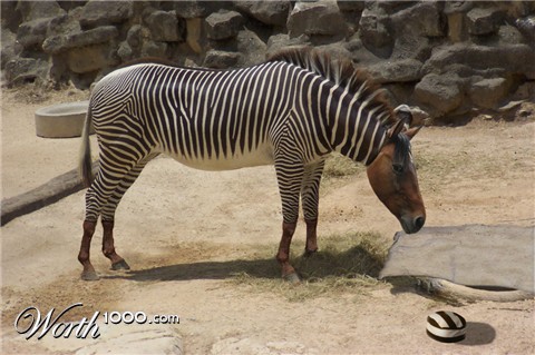 Photoshop Design by Preetn