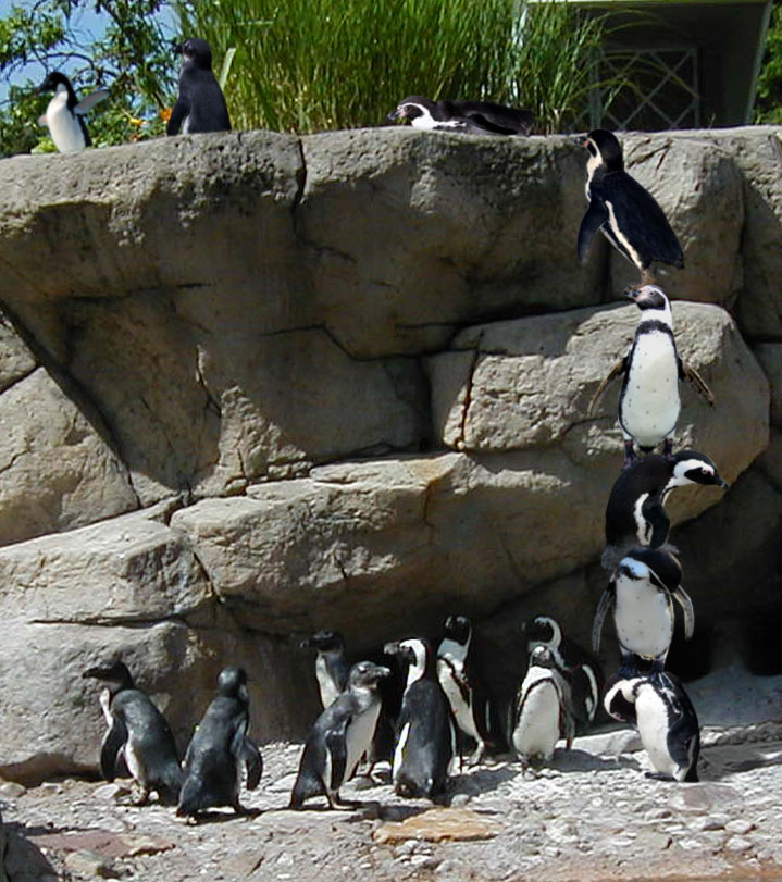 Diseño de Photoshop por nome63 para DesignCrowd (Community Contests) | Diseño #9010183