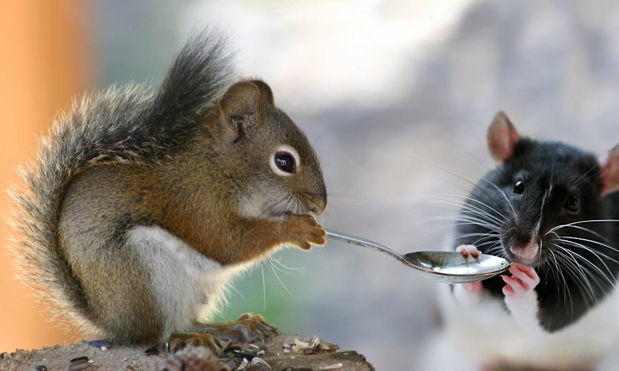 Photoshop Design by fandys for DesignCrowd (Community Contests) | Design #9008251