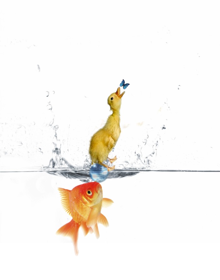 Photoshop Design by Fishwife for DesignCrowd (Community Contests) | Design #9008257