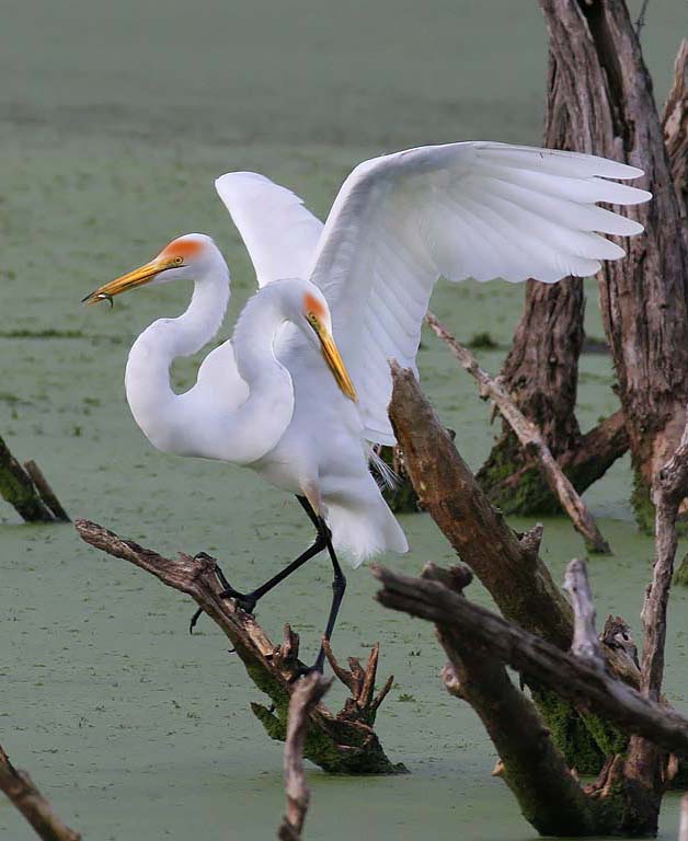 Photoshop Design by sreeram for DesignCrowd (Community Contests) | Design #9009732