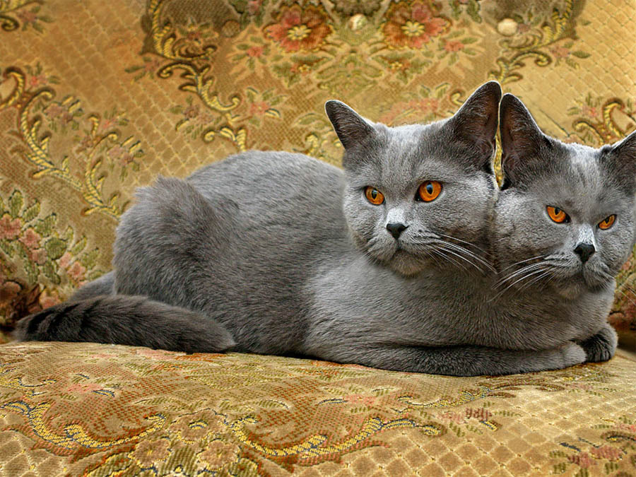 Photoshop Design by NinjaUK for DesignCrowd (Community Contests) | Design #9009787