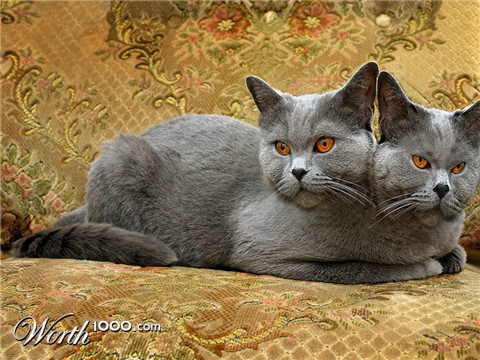 Photoshop Design by NinjaUK