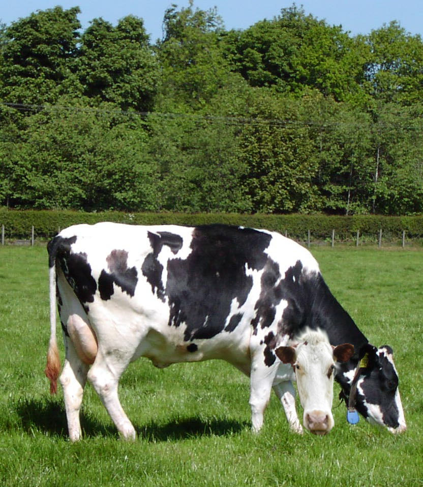 Design Photoshop par aff1993 pour DesignCrowd (Community Contests) | Design #9009755