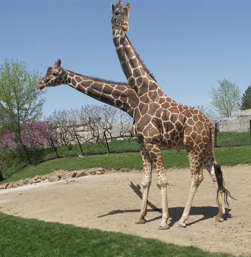 Diseño de Photoshop por Lsgenie para DesignCrowd (Community Contests) | Diseño #9009804