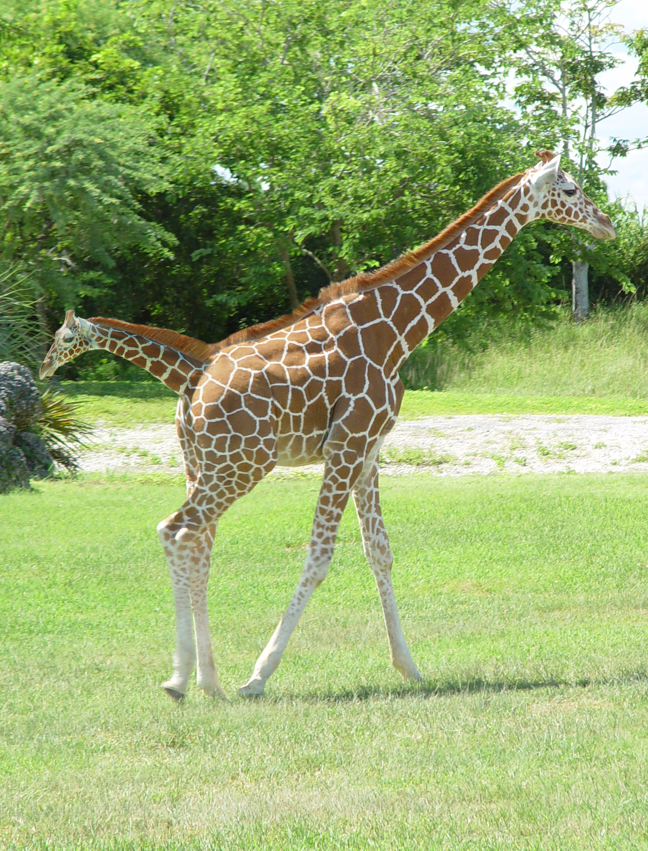 Photoshop Design by MataleoneRJ for DesignCrowd (Community Contests) | Design #9009757