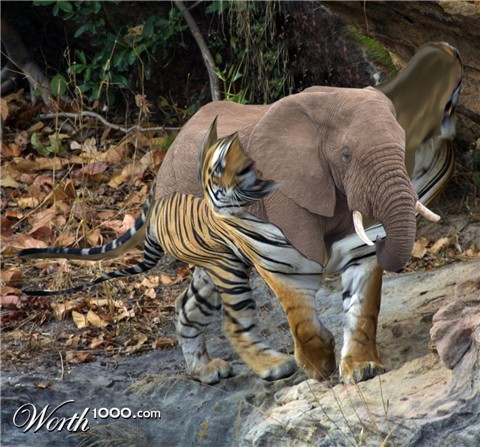 Photoshop Design by kooskoodiroo