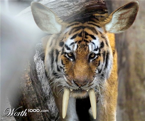 Photoshop Design by Lacenflanl