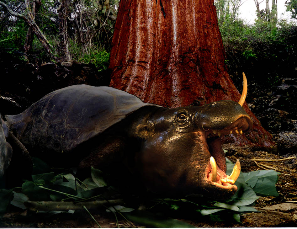 Photoshop Design by rastafaya for DesignCrowd (Community Contests) | Design #9014292