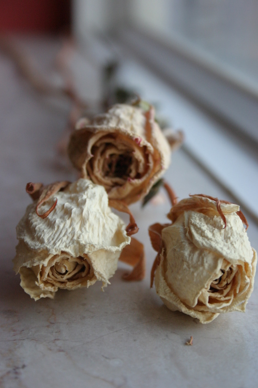 Photography by cheesewedge85 for DesignCrowd (Community Contests) | Design #9011384